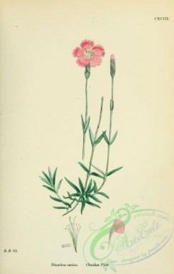 carnation-00032 - Cheddar Pink, dianthus caesius [1791x2816]