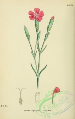 carnation-00033 - Clove Pink, dianthus caryophyllus [1791x2816]