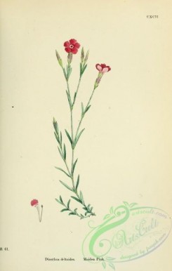 carnation-00037 - Maiden Pink, dianthus deltoides [1791x2816]