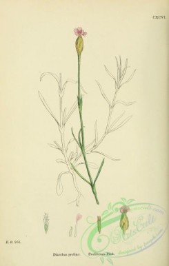 carnation-00038 - Proliferous Pink, dianthus proliter [1791x2816]
