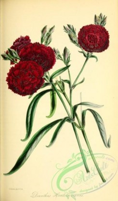 carnation-00054 - Mr Henderson's Pink, dianthus hendersonianus [2793x4738]