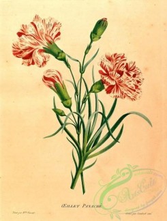 carnation-00056 - Carnation [1561x2059]