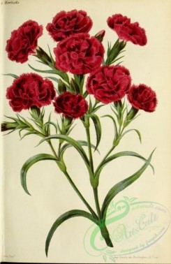 carnation-00066 - dianthus meldensis [3098x4778]