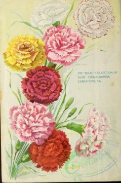 carnation-00134 - 005-Carnations [2278x3443]