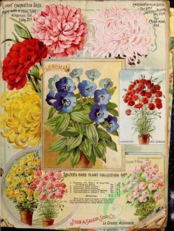 carnation-00198 - 078-Carnations, Chrysanthemum, vases, Pleroma, [2771x3668]
