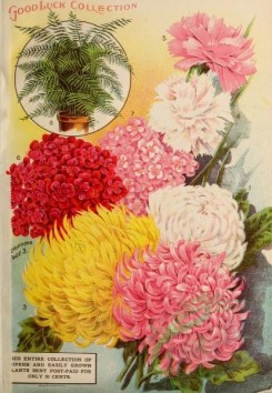 carnation-00235 - 031-Fern, Chrysanthemum, Carnations [2761x3991]