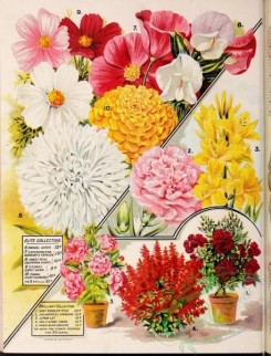 carnation-00242 - 057-Aster, eschscholtzia, Sweet Pea, cosmos, zinnia, rambler rose, enchantress carnation, salvia, hibiscus [3167x4154]