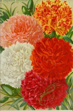 carnation-00262 - 007-Carnations [3166x4830]