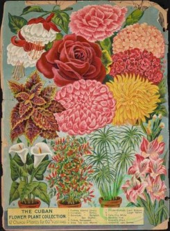 carnation-00269 - 049-Fuchsia, Carnation, Geranium, Coleus, Rose, Chrysanthemum, Calla Lily, Manettia Vine, umbrella plant, gladiolus, vases [2329x3148]