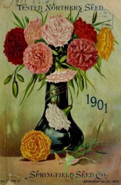 carnation-00284 - 009-Carnation in vase [2953x4525]