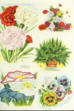 carnation-00300 - 180-Pansies, Ferns, dianthus [2159x3216]