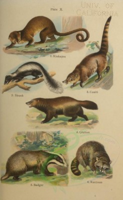 carnivores_mammals-00004 - Kinkajou, Skunk, Coaiti, Glutton, Badger, Raccoon [2400x3915]