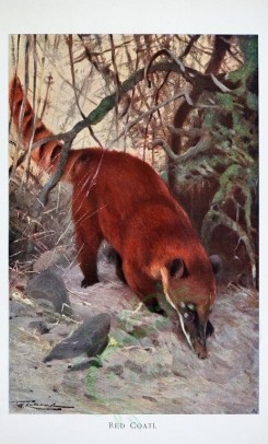 carnivores_mammals-00013 - RED COATI [2432x4018]