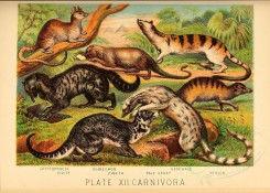 carnivores_mammals-00015 - Cryptoprocta, Civitt, Ichneumon, Zibeth, Pale Genet, Hemigale, Zenick [3262x2327]