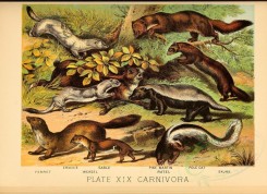 carnivores_mammals-00016 - Ferret, Ermine, Sable, Weasel, Pine Martin, Ratel, Pole Cat, Skunk [3278x2376]