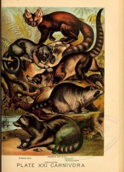 carnivores_mammals-00017 - Kinkajou, Panda or Wah, Coaiti, Agouara, Raccoon [2376x3286]