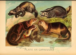 carnivores_mammals-00018 - Wolverine, Sea Otter, Badger, Otter [3278x2376]