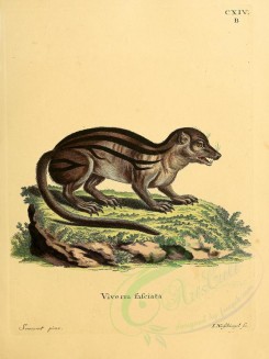 carnivores_mammals-00028 - Banded Civet [2304x3074]