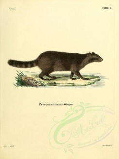 carnivores_mammals-00032 - Common Raccoon (Obscurus) [2304x3074]