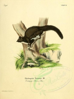 carnivores_mammals-00033 - Didelphys Petaurus (Latin) [2304x3074]