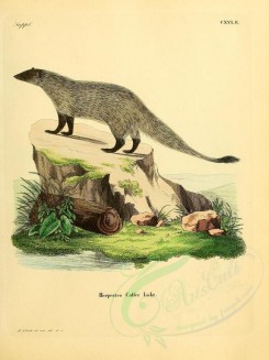 carnivores_mammals-00034 - Egyptian Mongoose [2304x3074]