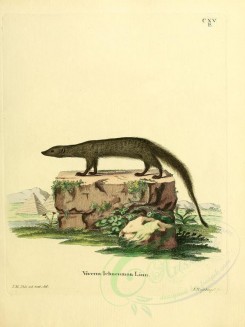 carnivores_mammals-00036 - Egyptian Mongoose, 3 [2304x3074]