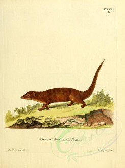 carnivores_mammals-00038 - Egyptian Mongoose, 5 [2304x3074]