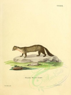 carnivores_mammals-00042 - European Pine Marten [2304x3074]