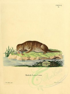 carnivores_mammals-00060 - Otter [2304x3074]