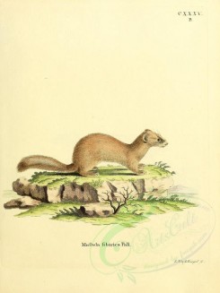 carnivores_mammals-00067 - Siberian Weasel [2304x3074]