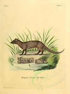 carnivores_mammals-00068 - Small Asian Mongoose [2304x3074]