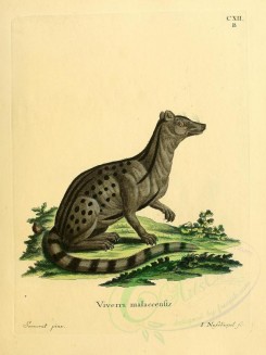 carnivores_mammals-00069 - Small Indian Civet [2304x3074]