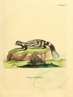 carnivores_mammals-00074 - Striped Polecat [2304x3074]