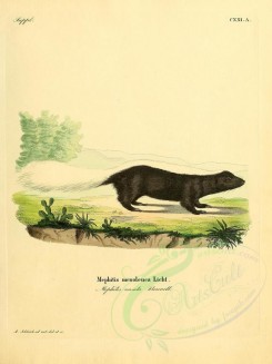 carnivores_mammals-00079 - Texan Skunk [2304x3074]
