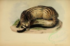 carnivores_mammals-00088 - Asian palm civet [3406x2238]