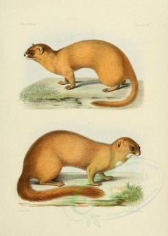 carnivores_mammals-00099 - Formosan Weasel Marten, Burmese kolonok (weasel) [2479x3486]