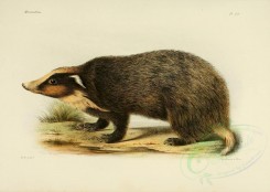 carnivores_mammals-00101 - Hog-badger [3486x2479]