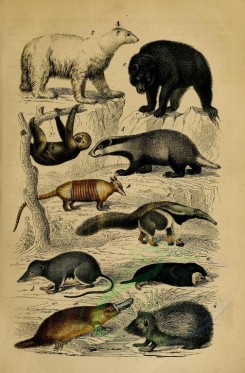 carnivores_mammals-00109 - Brown bear, Polar bear, European badger, European hedgehog, Eurasian Water Shrew, European mole, Pale-throated sloth, Great anteater, Six-banded armadillo, Platypus [2102x3198]