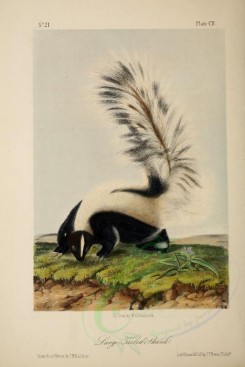 carnivores_mammals-00114 - Large Tailed Skunk [1925x2878]