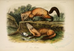 carnivores_mammals-00117 - Pine Marten [2879x1990]
