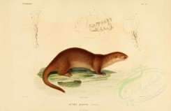carnivores_mammals-00135 - Neotropical otter [3870x2513]