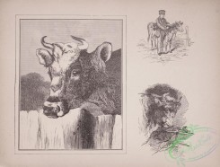 cassells_natural_history-00012 - 013-Cow, Bull