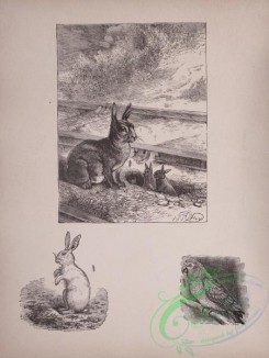 cassells_natural_history-00023 - 024-Hare