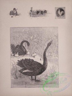 cassells_natural_history-00033 - 034-Black Swan