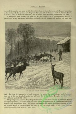 cassells_natural_history-00079 - 036-Red Deer, Fallow Deer