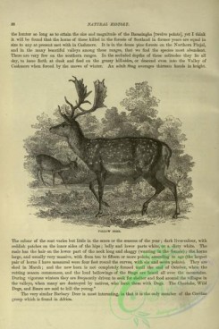 cassells_natural_history-00081 - 038-Fallow Deer