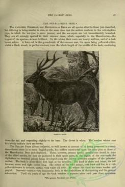 cassells_natural_history-00082 - 039-Sambur Deer