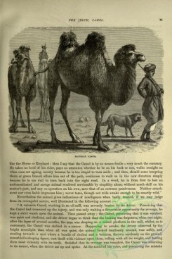 cassells_natural_history-00097 - 055-Bactrian Camel