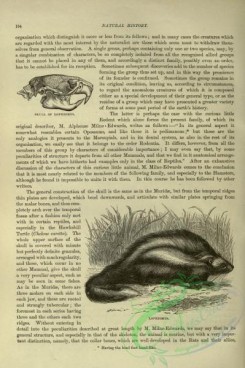 cassells_natural_history-00115 - 073-Lophiomys