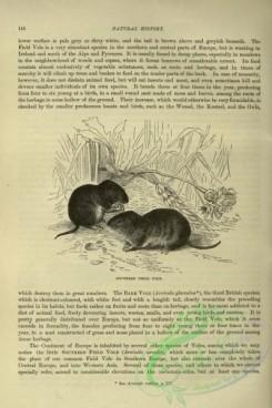 cassells_natural_history-00120 - 078-Southern Field Vole